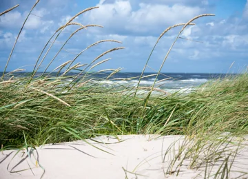 Marehalm, sandstrand, hav og blå himmel.