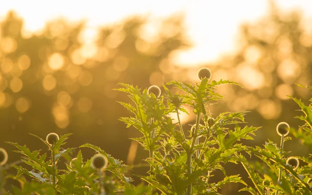 Tidselplante set i solnedgang