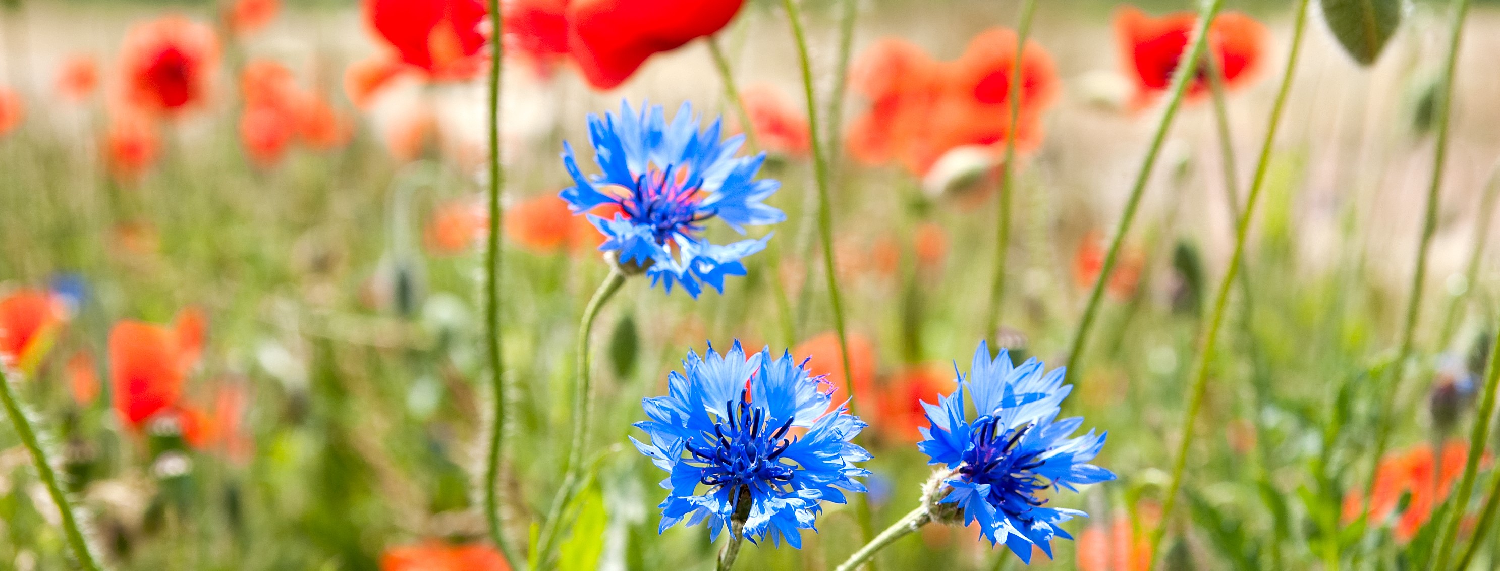 Blå kornblomster på en grøn græsmark